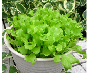 ベビーリーフグリーンリーフレタス解説