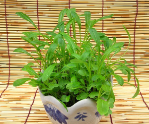 ベビーリーフサラダ壬生菜解説