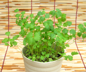 ベビーリーフフレッシュバーネット解説