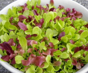ベビーリーフレタスミックス解説