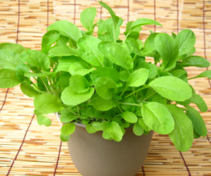 ベビーリーフつまみ菜解説