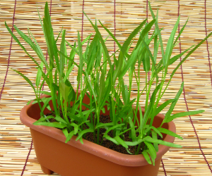 ベビーリーフサラダ空心菜解説