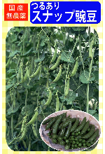 国産無農薬種子