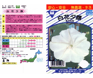 白花夕顔解説