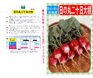 日の丸二十日大根解説