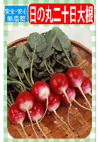 日の丸二十日大根