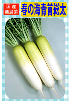 春の海青首総太大根