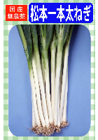 松本一本太ねぎ