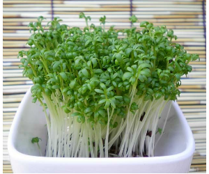 スプラウトガーデンクレス解説