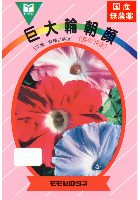 巨大輪朝顔混合