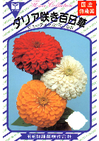 ダリア咲百日草