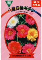 八重松葉ボタン