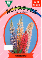 ルピナスラッセル