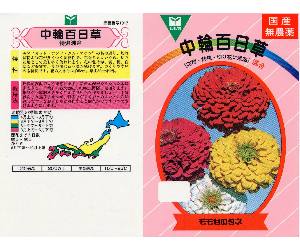 中輪百日草解説