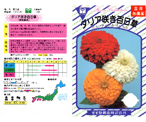 中輪百日草解説