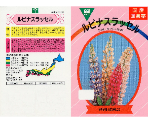 ルピナスラッセル解説