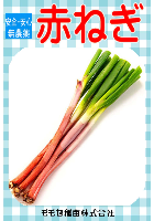赤ネギ