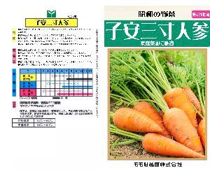 子安三寸人参解説