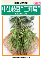 中生枝豆三河島